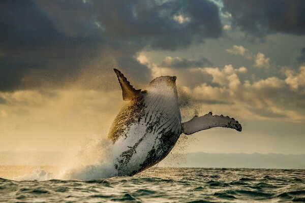 Blue whale s leap over the ocean