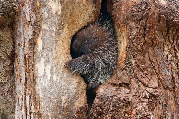 Salvajemente una vez escondido y la hendidura de un árbol