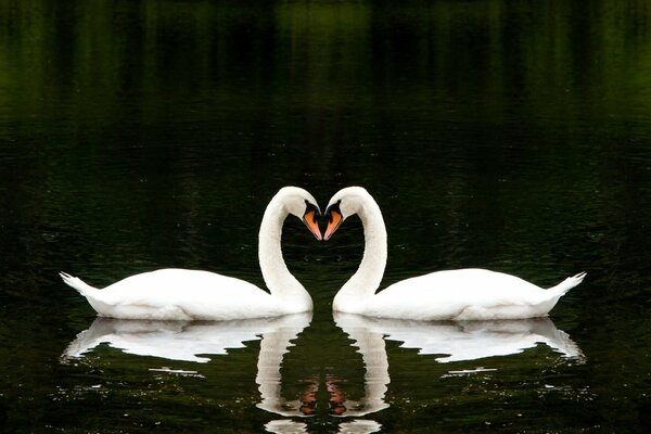 Símbolo de amor: una pareja de cisnes blancos en el lago