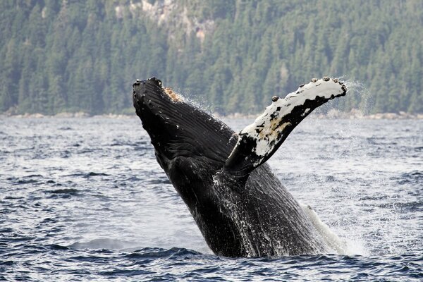 Humpback whale in the Alaska Strait