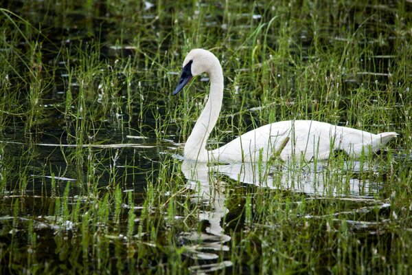 Cisne blanco en el estanque