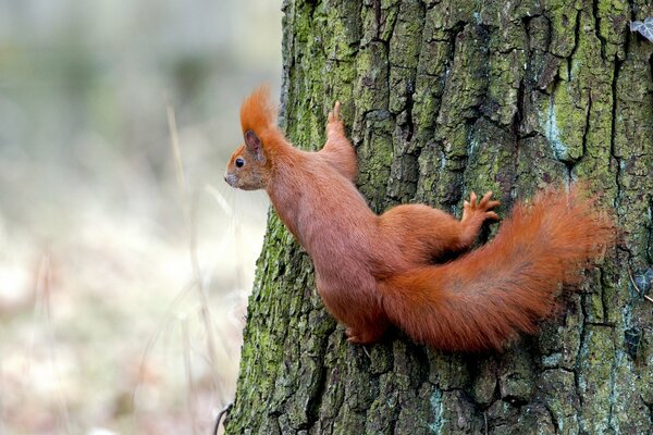 A red squirrel on a tree trunk
