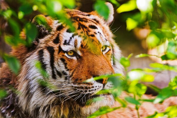 El tigre se asoma de los arbustos en la naturaleza