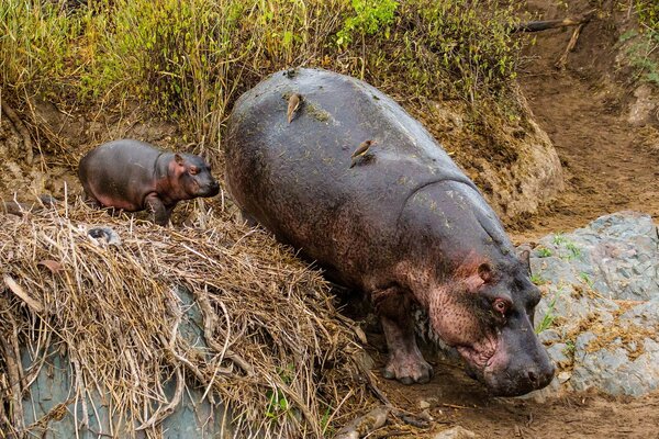 Hipopotam w pobliżu bagna mama i dziecko
