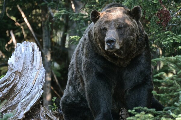 Grizzlybär sitzt am Baumstamm