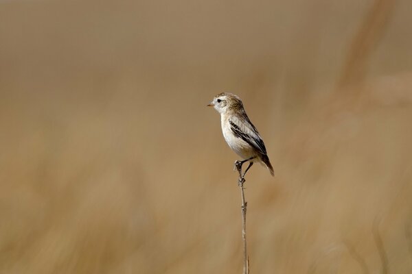 A tiny bird sat on a branch