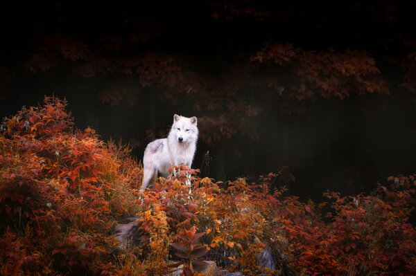 A smart animal lurks in the forest, a panda eats a leaf