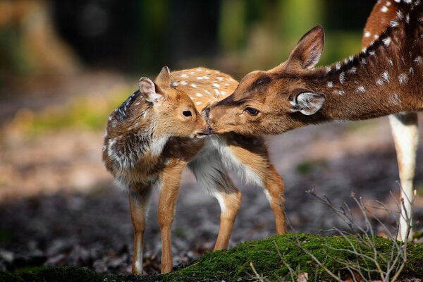 Je t aime maman