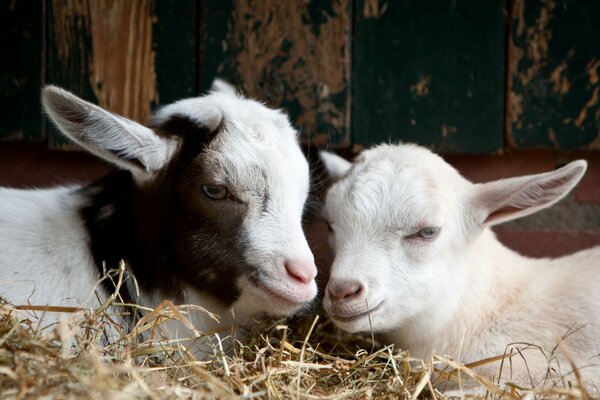 Two baby goats are lying in the hay