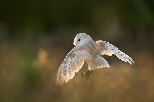 A white owl flaps its wings as it descends to the ground