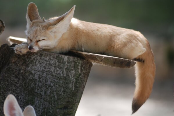 La zorra de fenek duerme en un tocón de árbol