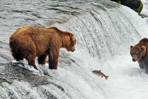 Bären fangen Forellen im nördlichen Fluss