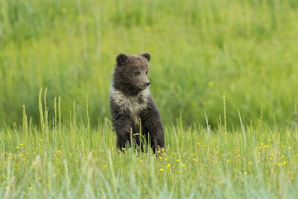 A young bear in a blooming meadow