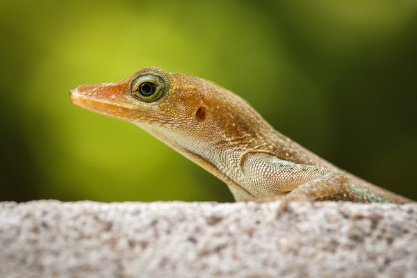 Pequeño lagarto sentado en una piedra