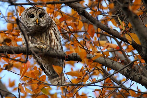 A wise owl on a tree branch