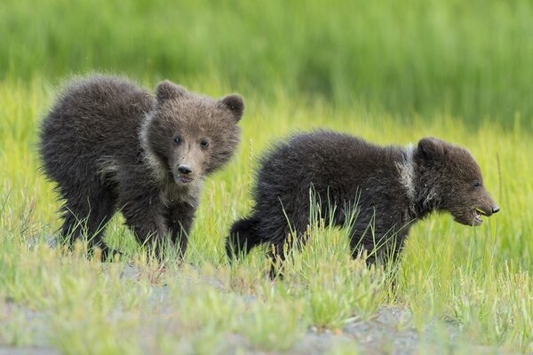 Deux oursons se promènent dans l herbe