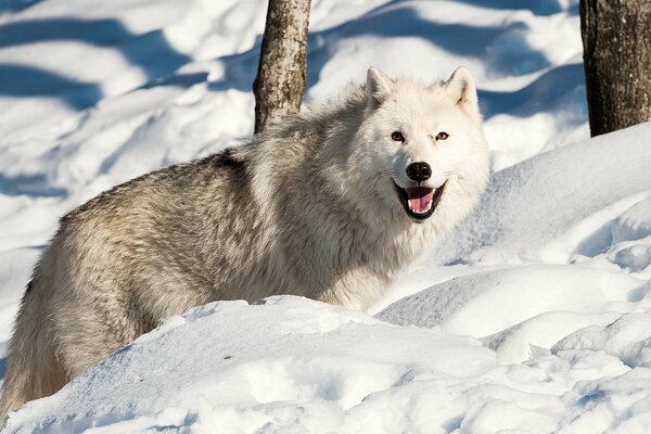 Un lobo contra la nieve blanca