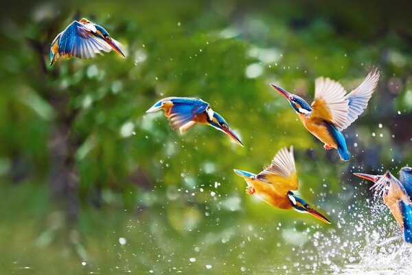 Oiseaux en vol avec des éclaboussures d eau