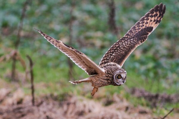 Swamp owl flies for prey