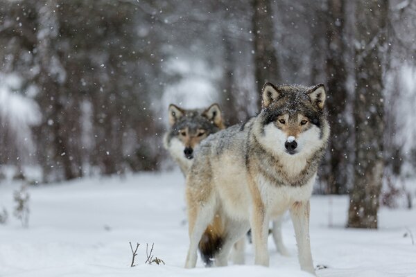 A beautiful family of wolves in the winter forest