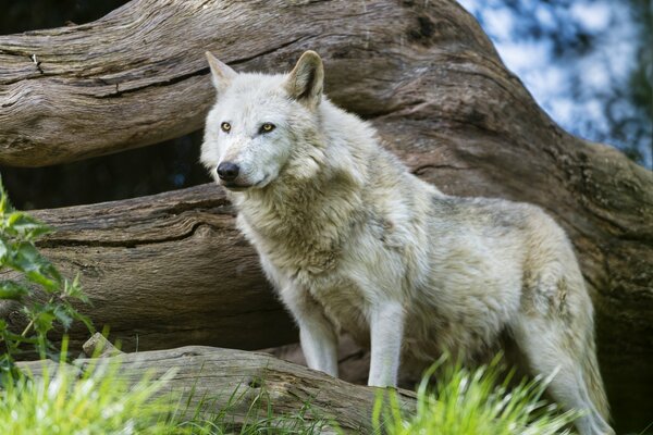 Der räuberische Blick eines Wolfes am Treibholz