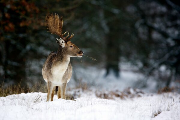 A small deer in the winter forest