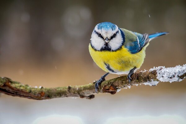 Helle Meise auf einem Ast im Winter