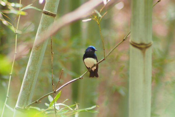 A flycatcher on a branch among bamboo