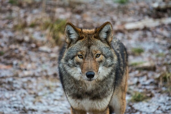 The majestic look of the American wolf in the forest