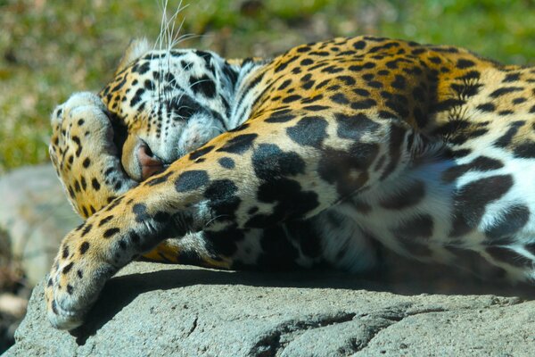 Jaguar auf Raslabon unter der Sonne