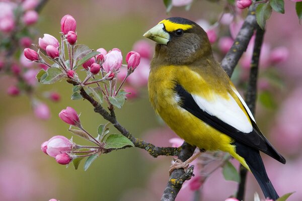 Pájaro amarillo en una rama en primavera