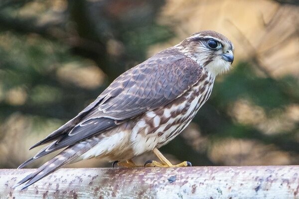 Profil du faucon. Photo dans la nature