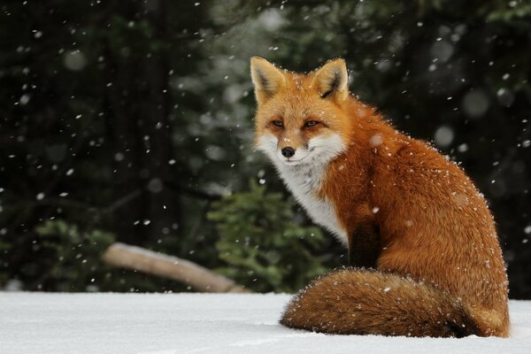 Red fox huddling in the snow