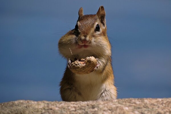 Lustiger Chipmunk isst Erdnüsse