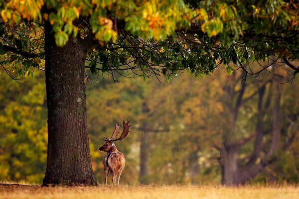 Hirsche an einem regnerischen Herbsttag im Wald