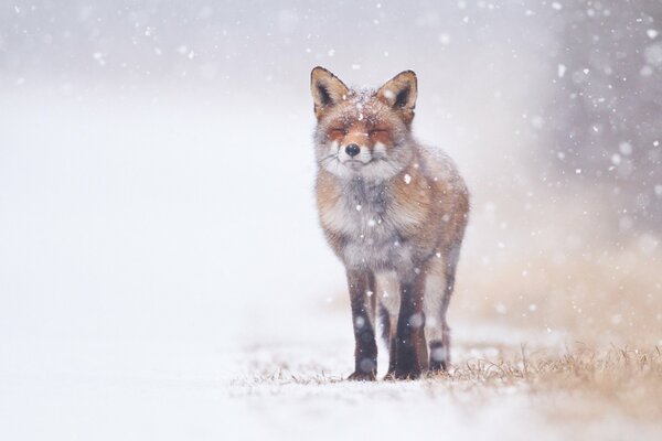 A pinched fox in winter in the snow