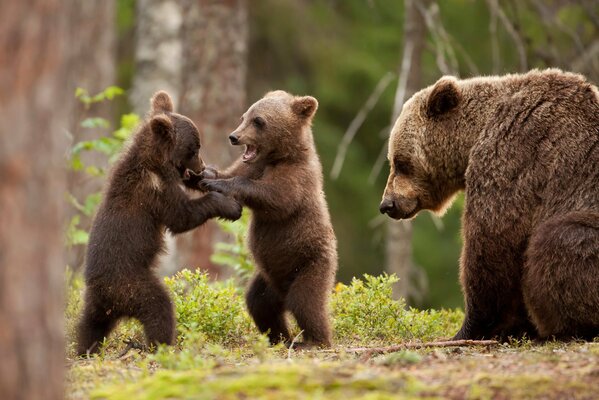 Cubs play near the bear