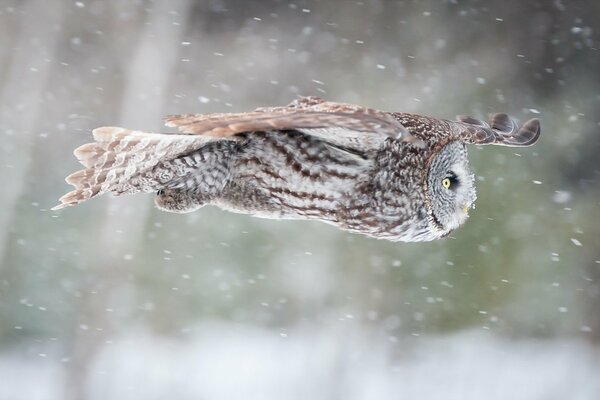 Volo del gufo sotto la neve che cade