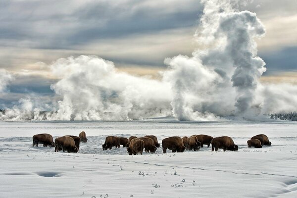 Bisons, die im Winter im Schnee spazieren gehen