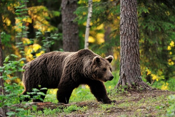 Braunbär im Wald