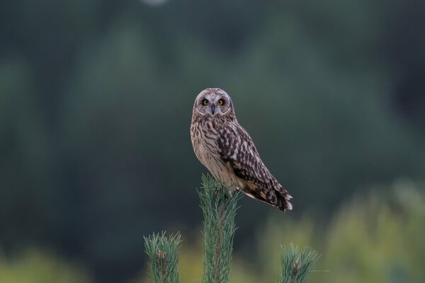 An owl sits on top of a tree