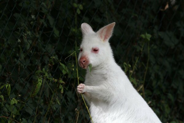 A white kangaroo holds a leaf in its small paws