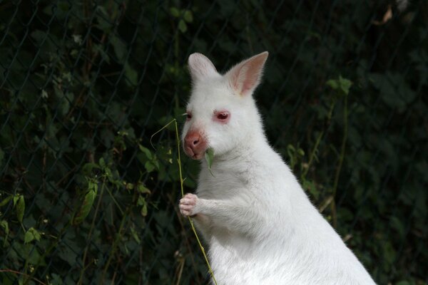 Kangourou blanc tenant une feuille dans les petites pattes