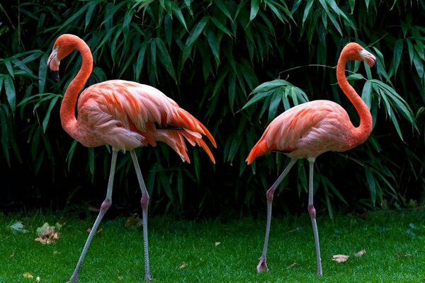 Różowe flamingi na tle zielonych drzew
