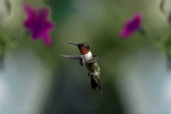 Vögel. Fliegen eines Kolibris über einer Blume