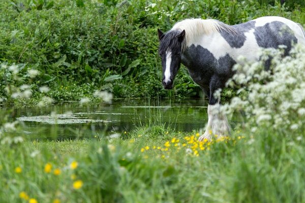 Black and white white horse by water and field grass