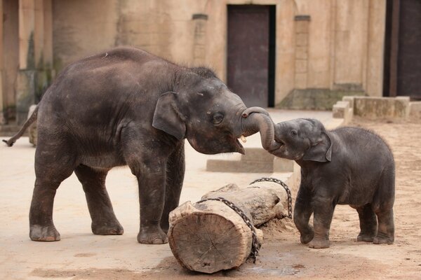 Les éléphants et leur joie de rencontre