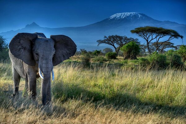 Elefant in der afrikanischen Natur. Große Stoßzähne und Rüssel