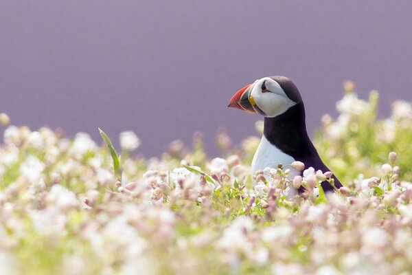 A beautiful bird in a field of pink flowers