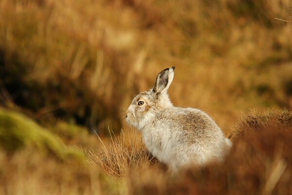 A wary hare on the grass summer